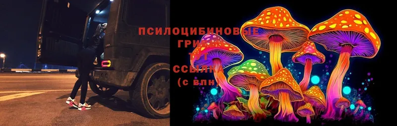 где продают   Козельск  Галлюциногенные грибы Psilocybine cubensis 